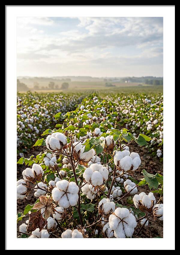Farm Cotton Blooms Under Sunlight