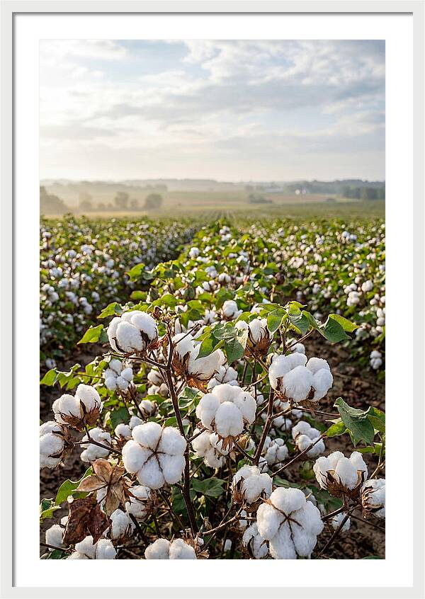 Farm Cotton Blooms Under Sunlight