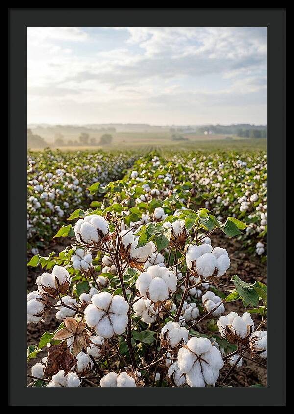 Farm Cotton Blooms Under Sunlight
