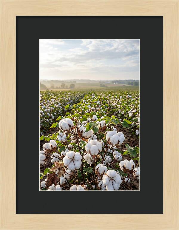 Farm Cotton Blooms Under Sunlight