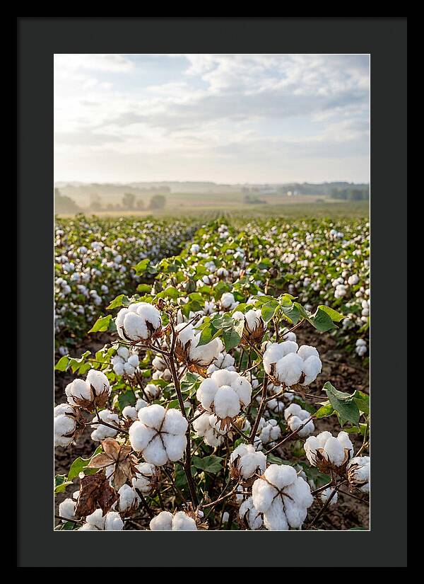 Farm Cotton Blooms Under Sunlight