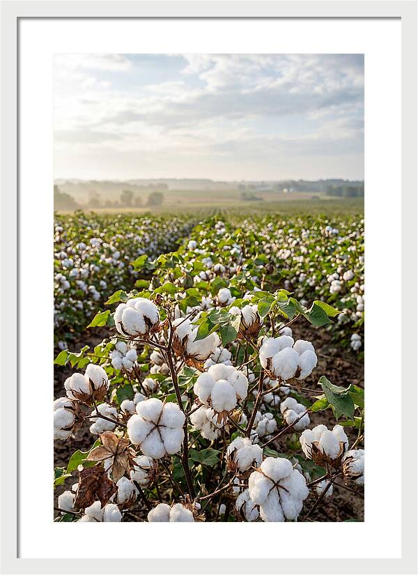 Farm Cotton Blooms Under Sunlight