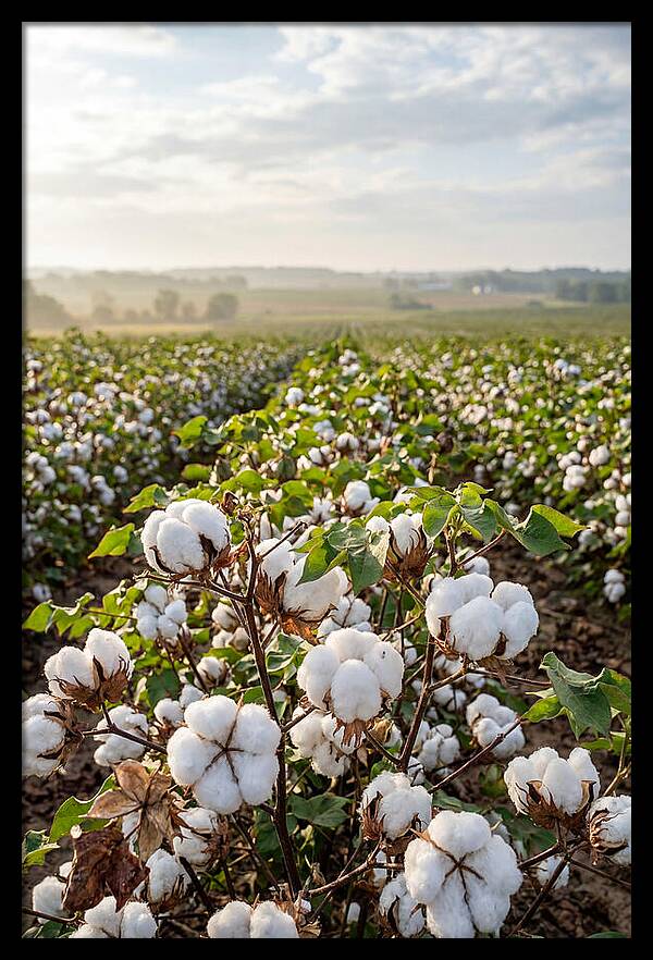 Farm Cotton Blooms Under Sunlight