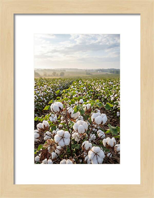 Farm Cotton Blooms Under Sunlight