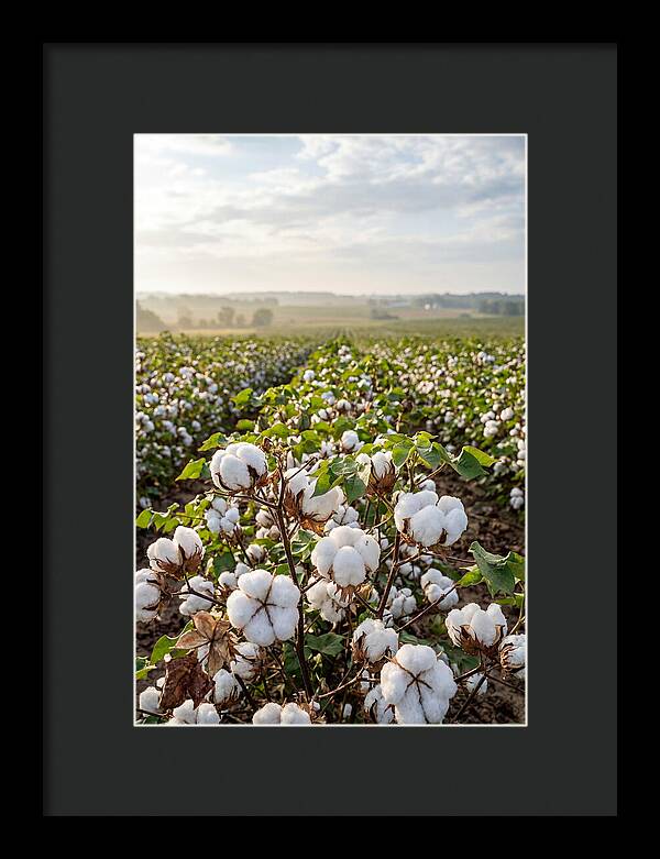 Farm Cotton Blooms Under Sunlight