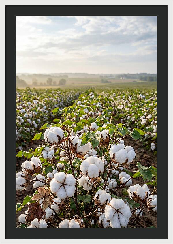 Farm Cotton Blooms Under Sunlight