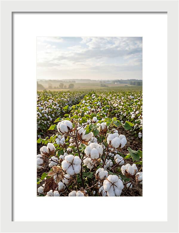 Farm Cotton Blooms Under Sunlight