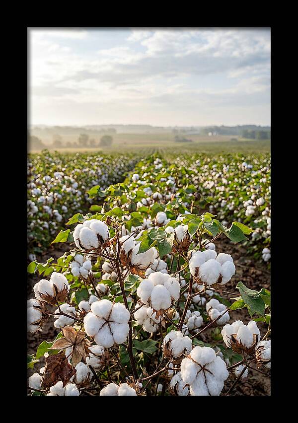 Farm Cotton Blooms Under Sunlight