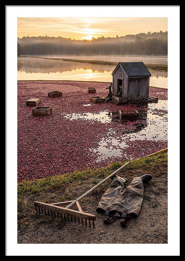 Farm Cranberry Bog Serenity
