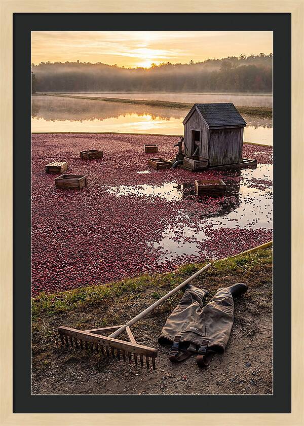 Farm Cranberry Bog Serenity