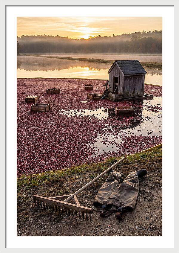 Farm Cranberry Bog Serenity