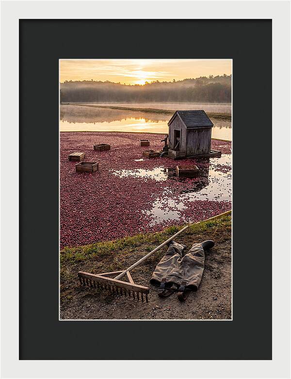 Farm Cranberry Bog Serenity