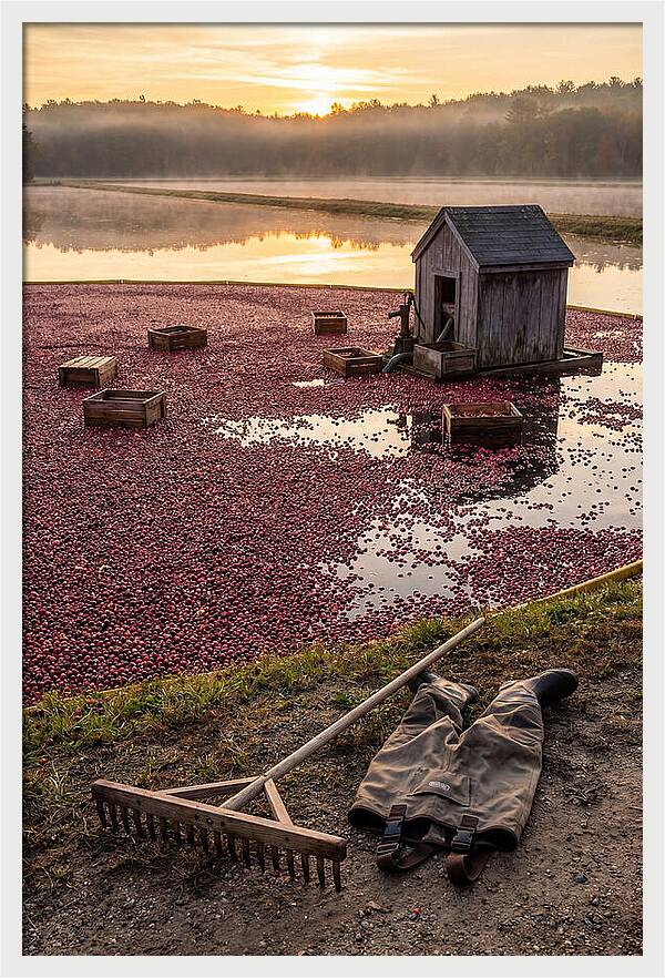 Farm Cranberry Bog Serenity