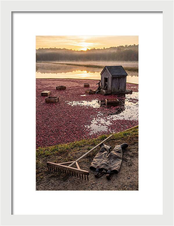 Farm Cranberry Bog Serenity