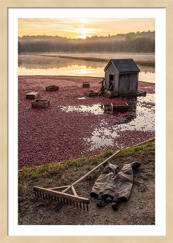 Farm Cranberry Bog Serenity