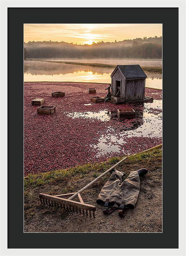 Farm Cranberry Bog Serenity