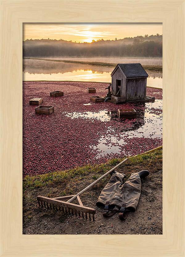 Farm Cranberry Bog Serenity