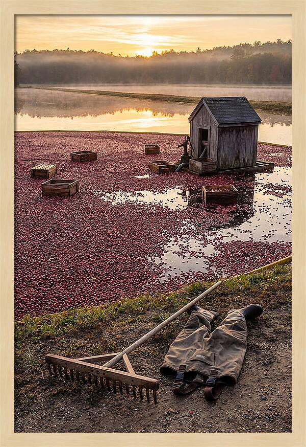 Farm Cranberry Bog Serenity