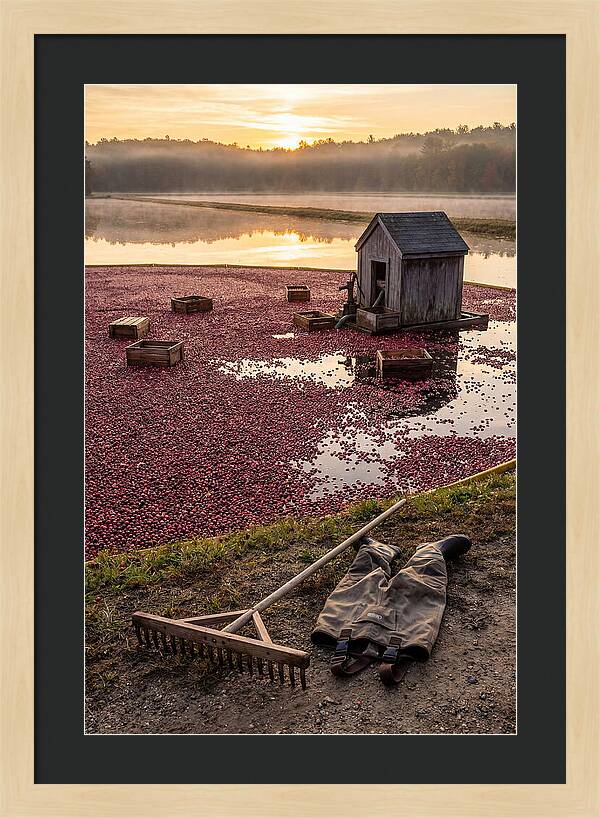 Farm Cranberry Bog Serenity
