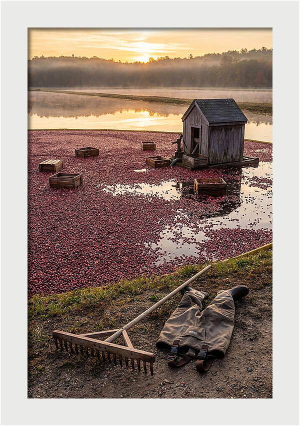 Farm Cranberry Bog Serenity