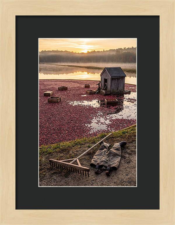 Farm Cranberry Bog Serenity