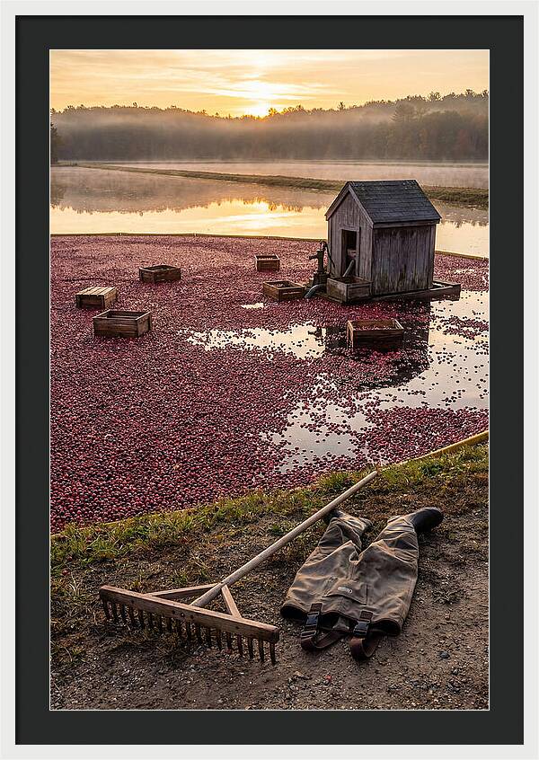 Farm Cranberry Bog Serenity