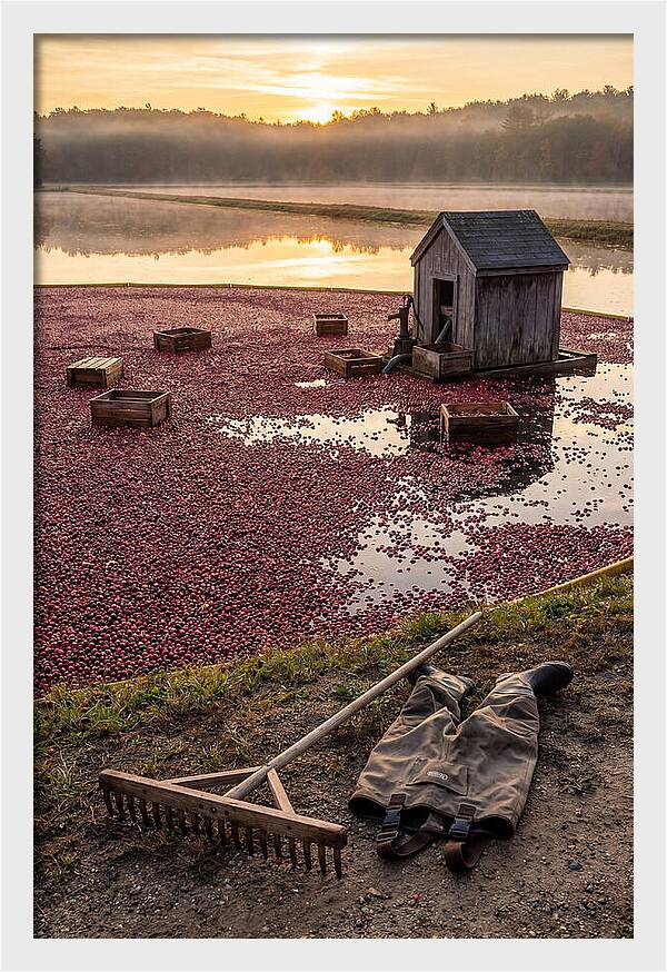 Farm Cranberry Bog Serenity