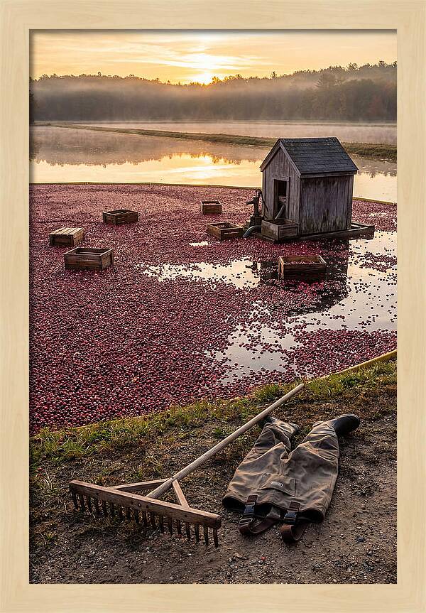 Farm Cranberry Bog Serenity