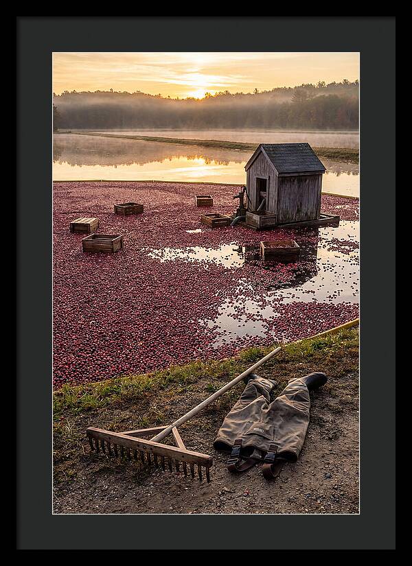 Farm Cranberry Bog Serenity