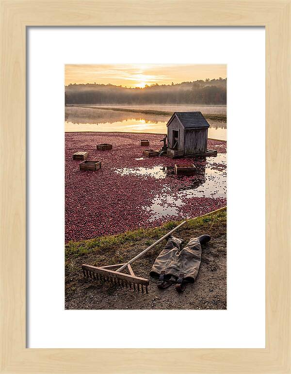 Farm Cranberry Bog Serenity