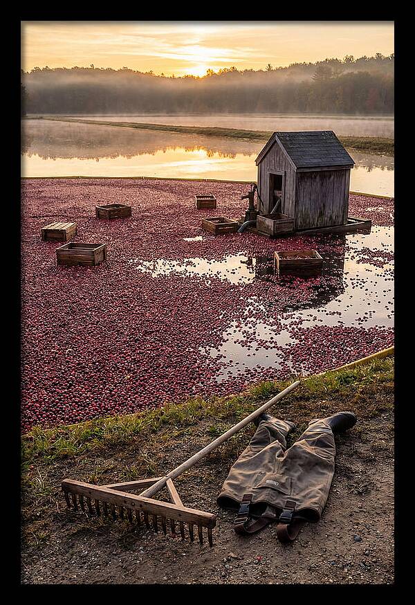 Farm Cranberry Bog Serenity