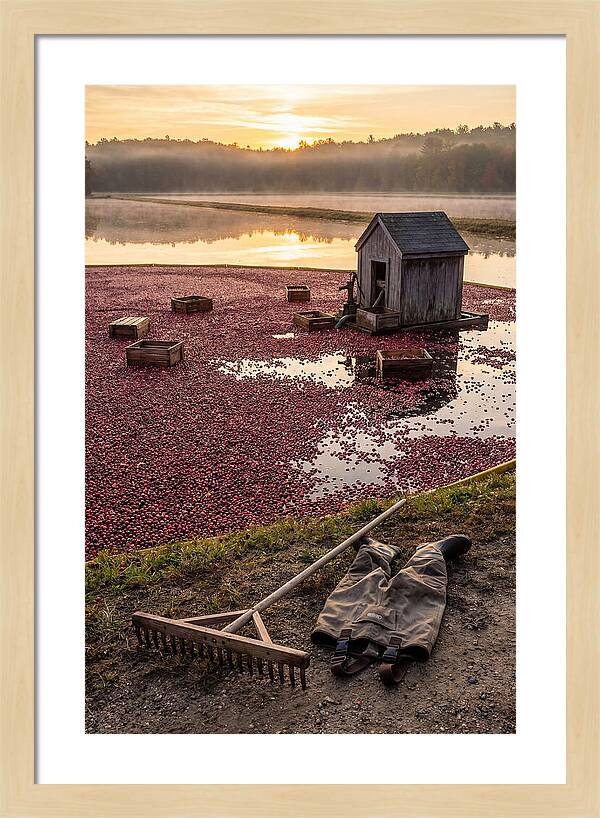 Farm Cranberry Bog Serenity