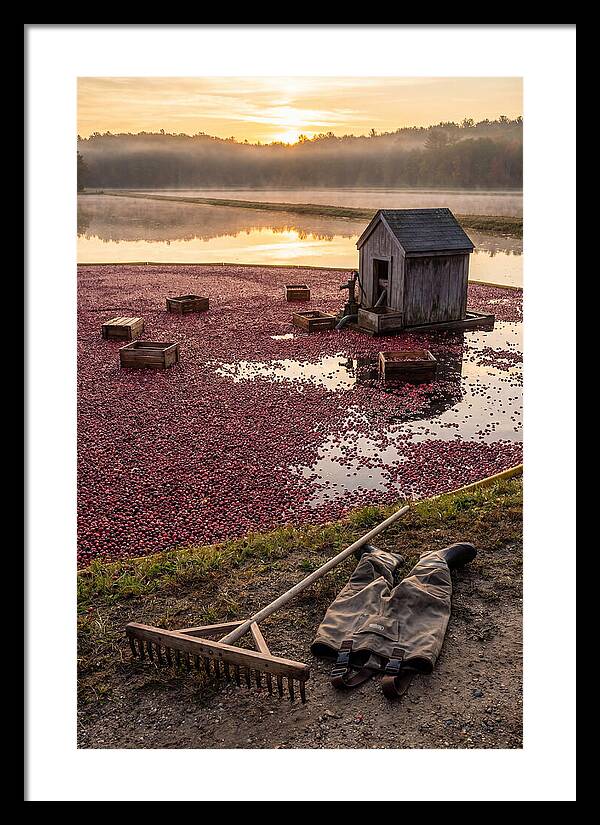 Farm Cranberry Bog Serenity