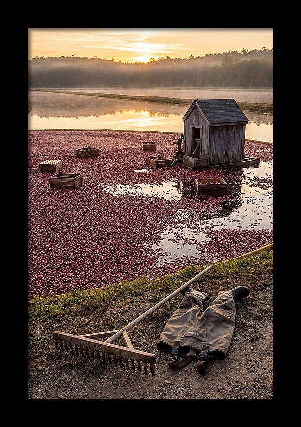 Farm Cranberry Bog Serenity