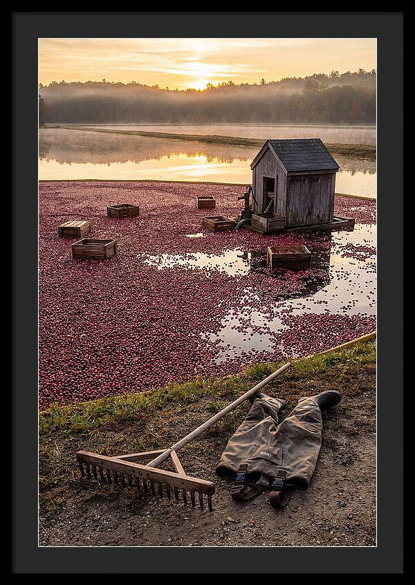Farm Cranberry Bog Serenity