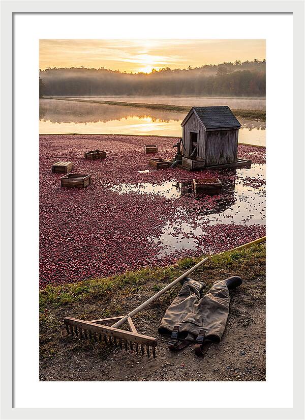 Farm Cranberry Bog Serenity