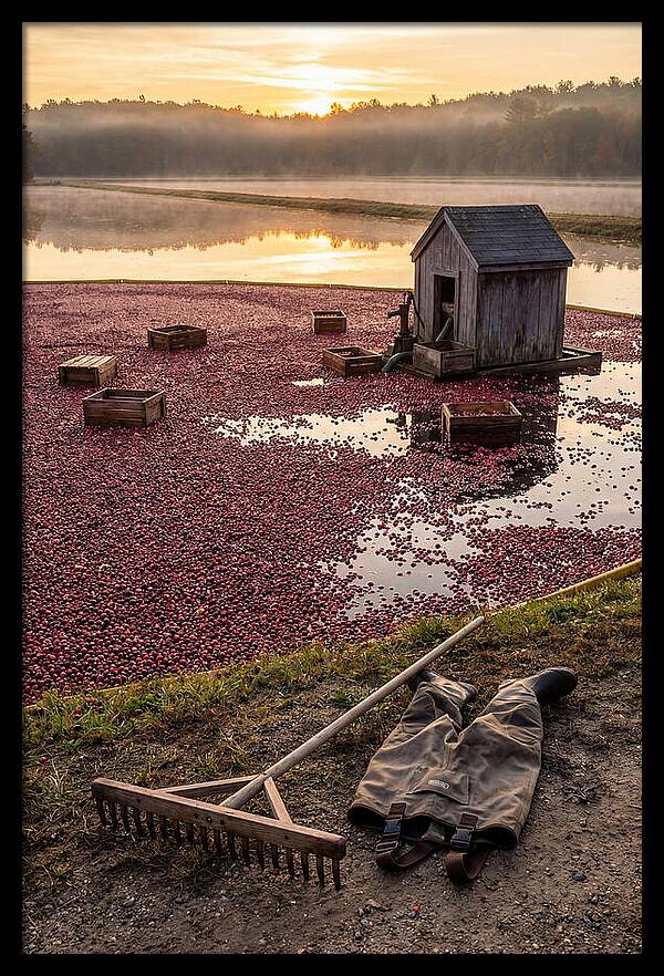 Farm Cranberry Bog Serenity