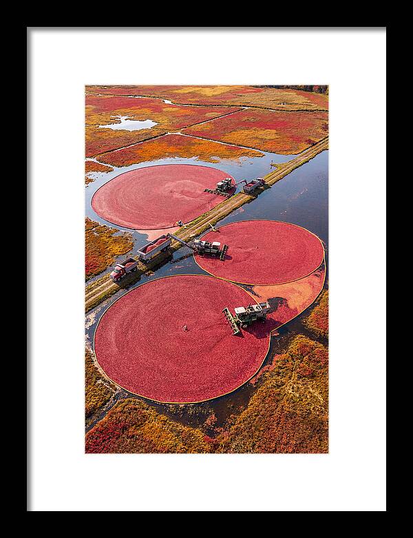 Farm Cranberry Harvesting Scene