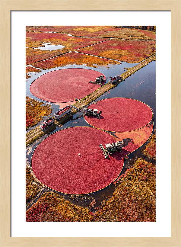 Farm Cranberry Harvesting Scene