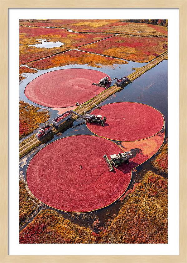Farm Cranberry Harvesting Scene