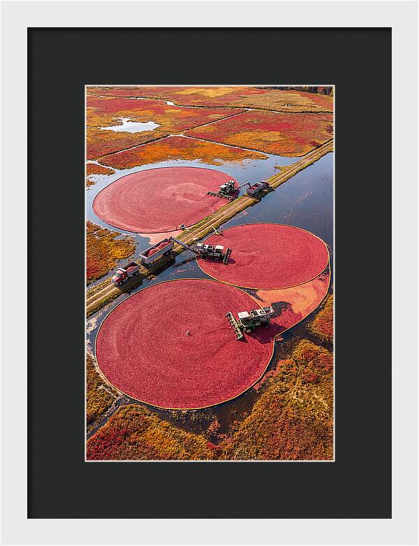 Farm Cranberry Harvesting Scene