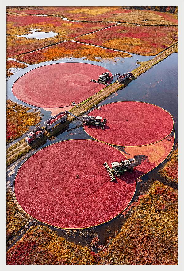 Farm Cranberry Harvesting Scene
