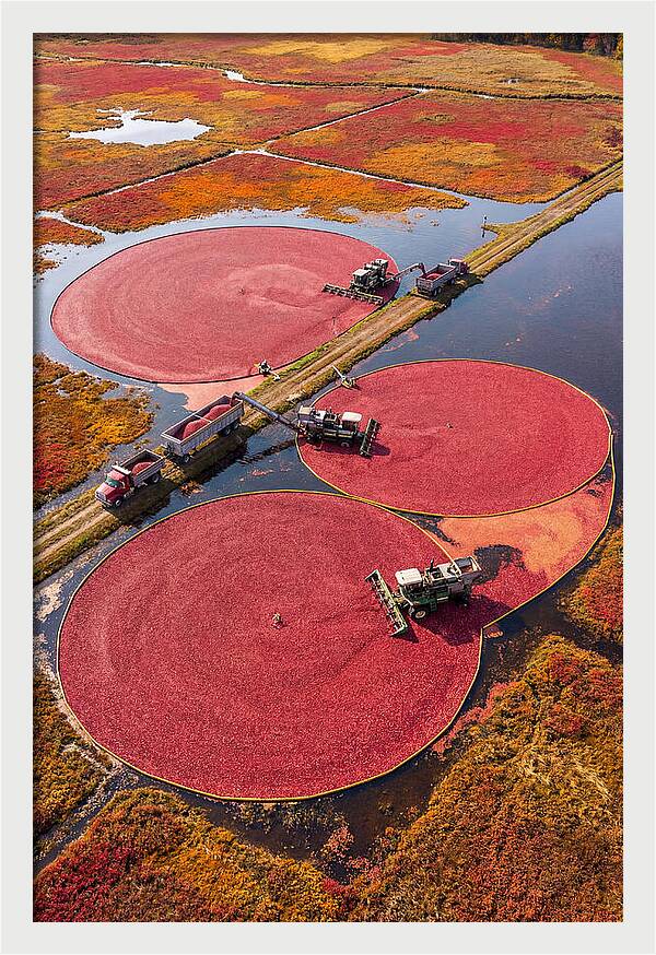 Farm Cranberry Harvesting Scene