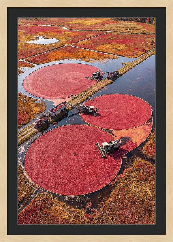 Farm Cranberry Harvesting Scene
