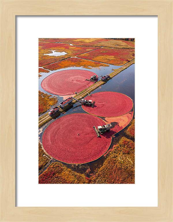 Farm Cranberry Harvesting Scene