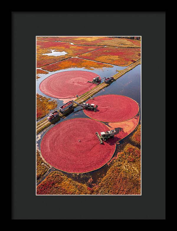 Farm Cranberry Harvesting Scene