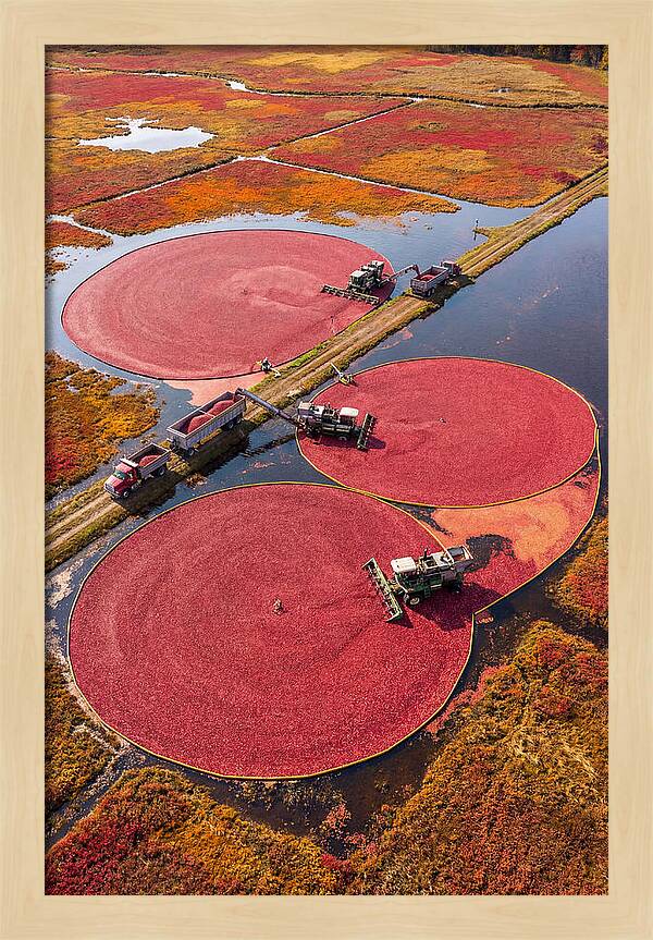 Farm Cranberry Harvesting Scene