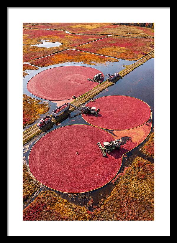 Farm Cranberry Harvesting Scene