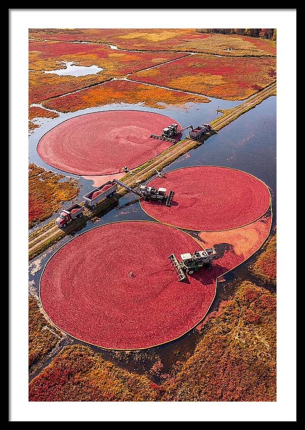 Farm Cranberry Harvesting Scene