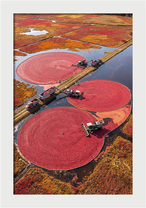Farm Cranberry Harvesting Scene